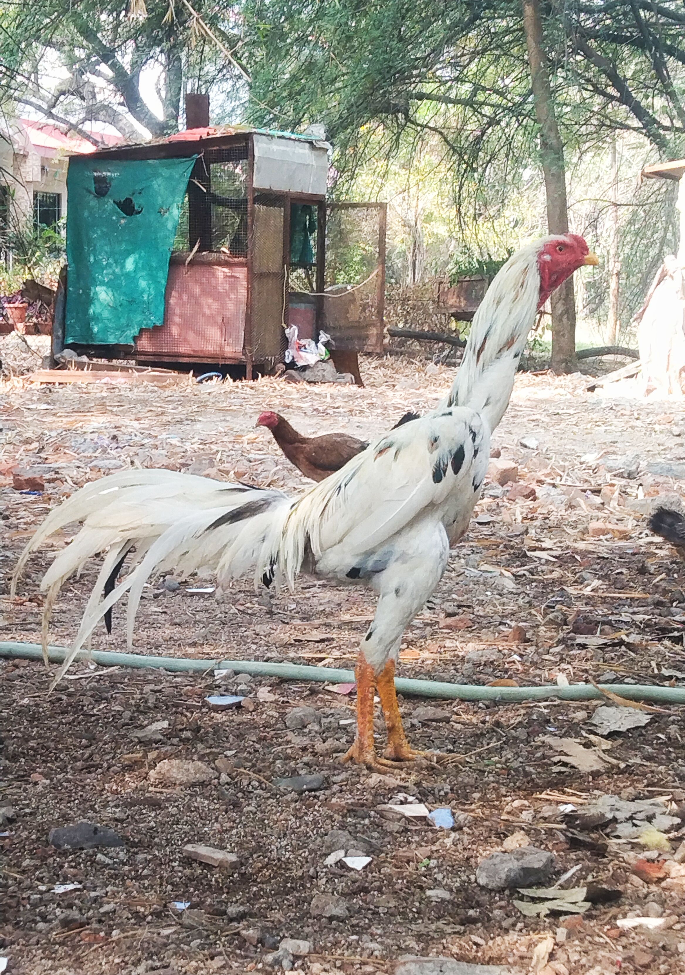 White aseel male