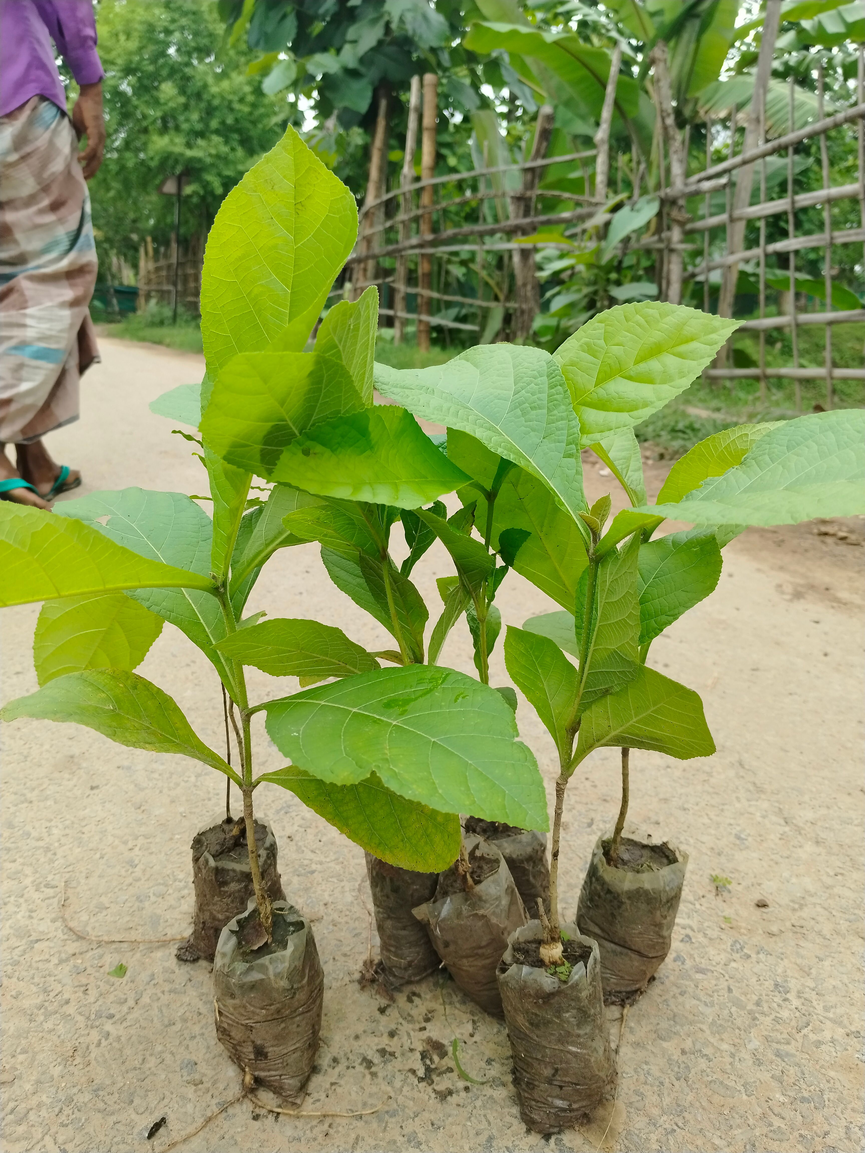 Seedlings Teak Plant