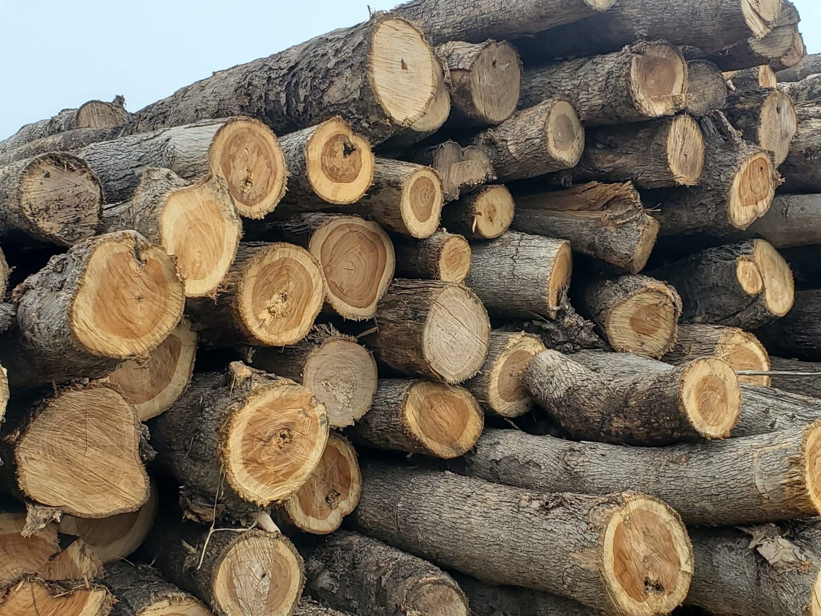 Teak Wood Logs - Round Shape Plain Pattern | Accurate Dimension High Strength Quality Tested Eco Friendly Industrial Grade