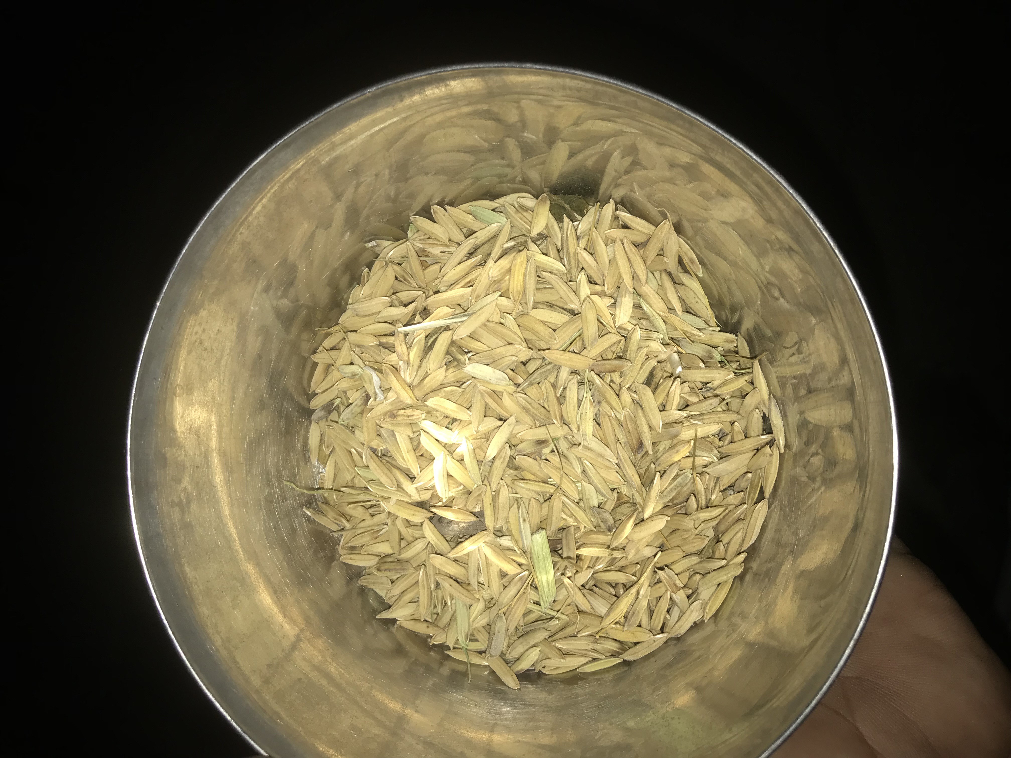 Paddy Rice