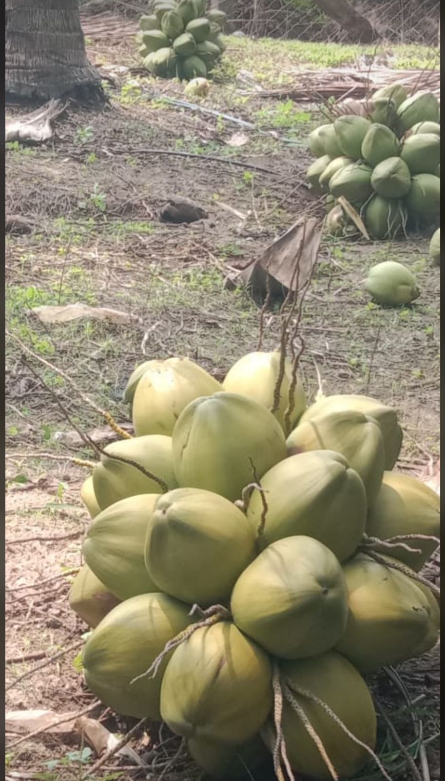 green coconut