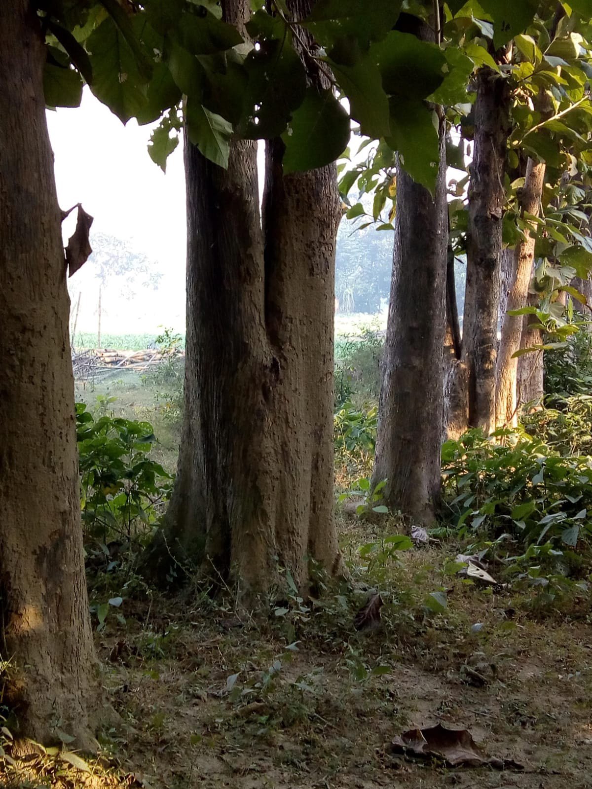 Teak wood tree logs