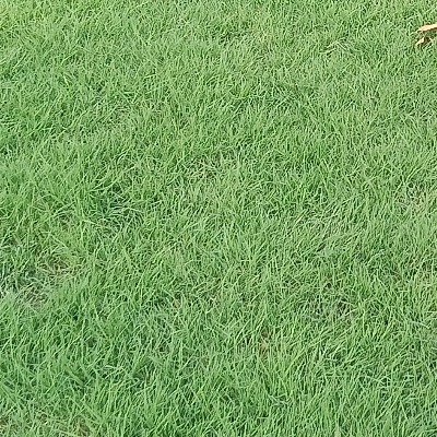 Selection Natural Grass