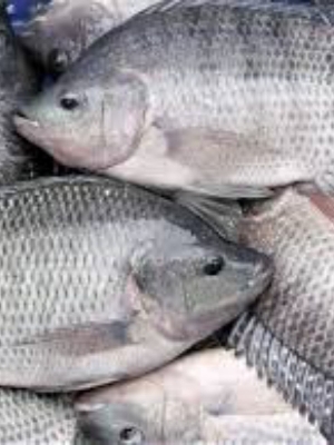 TILAPIA FISH 