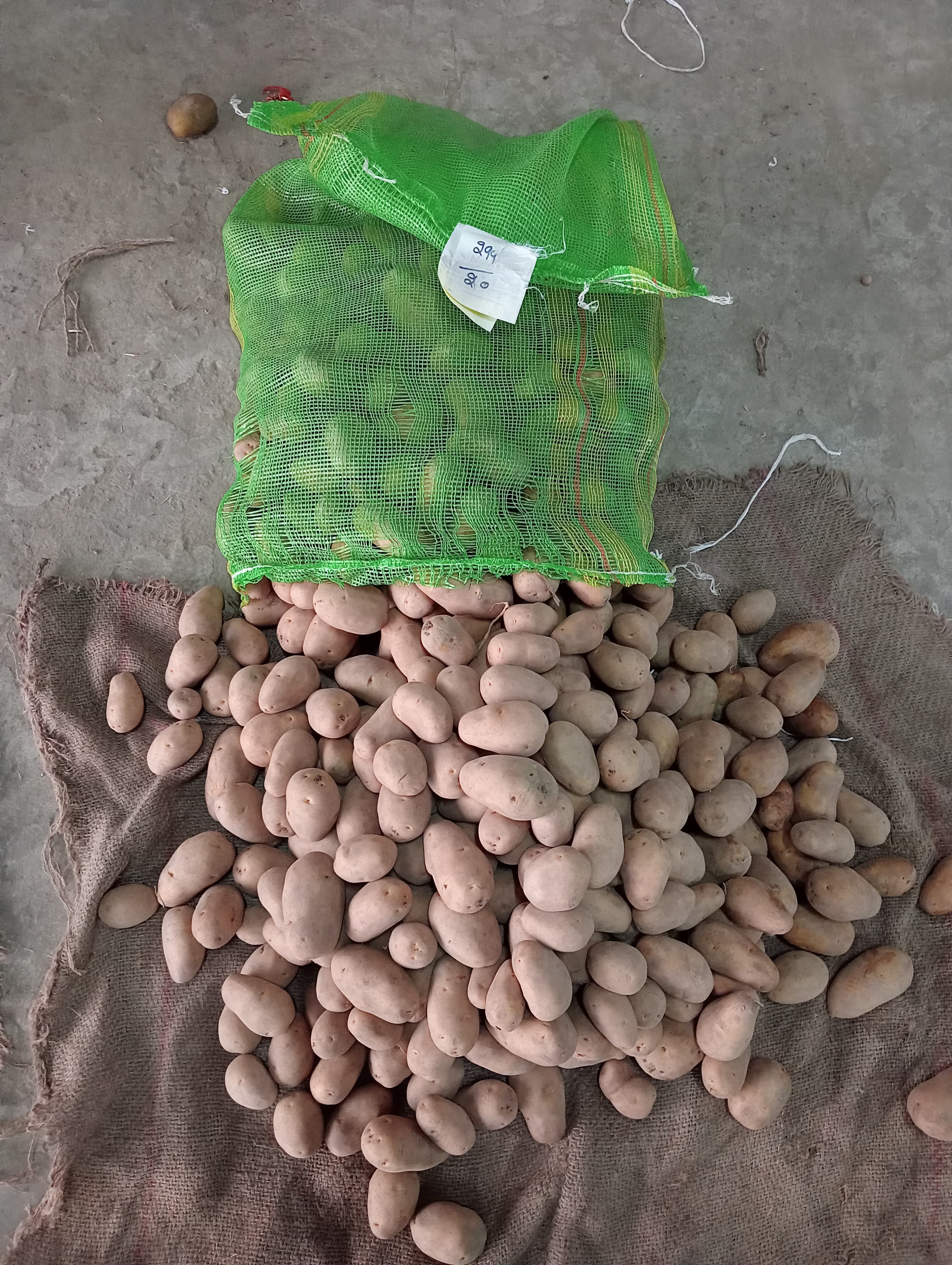 Brown Potatoes - Round, Oval Shape | Fresh for Cooking, Healthy and Nutritious with Great Taste, Shelf Life of 10 Days