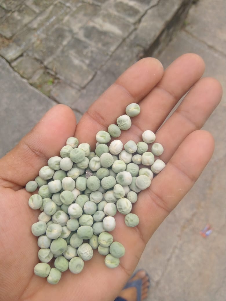Pea Seeds