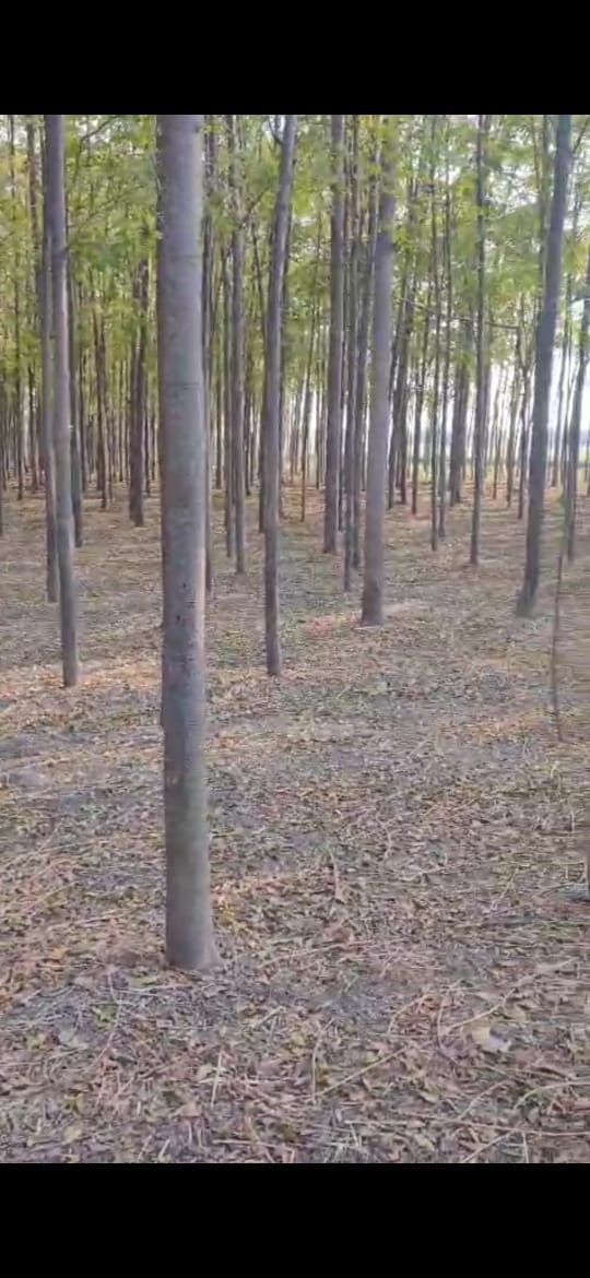 Melia Dubia ( Malabar Neem ) - Color: Brown