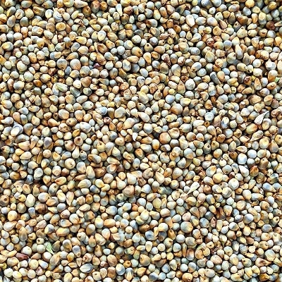 Bajra Seed