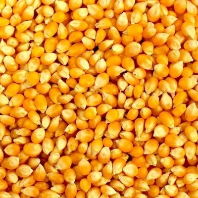 Yellow Maize Corn
