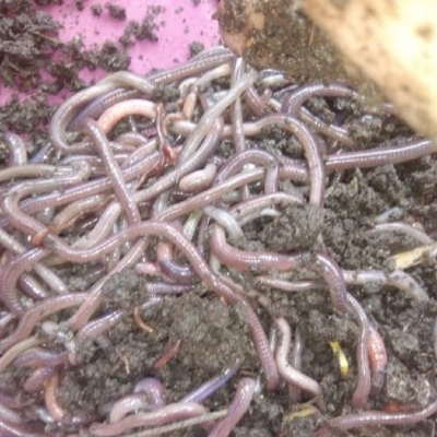 Live Earthworm