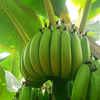 G9 Raw Banana