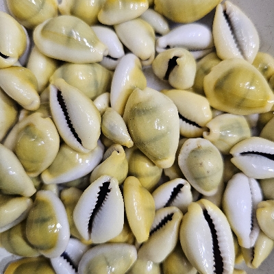 100% Natural Yellow Cowrie, Seashell