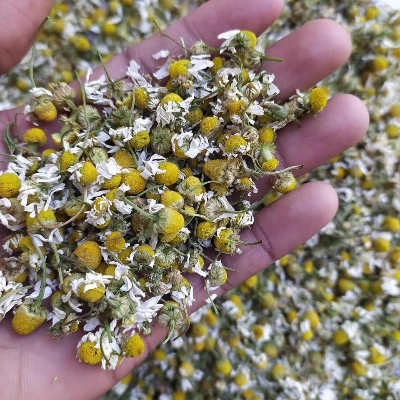 Chamomile Flower