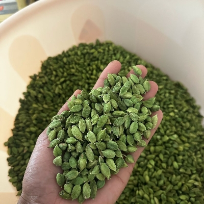 Green Cardamom