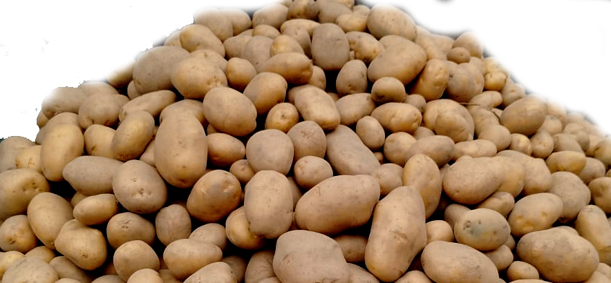 Raw Potato