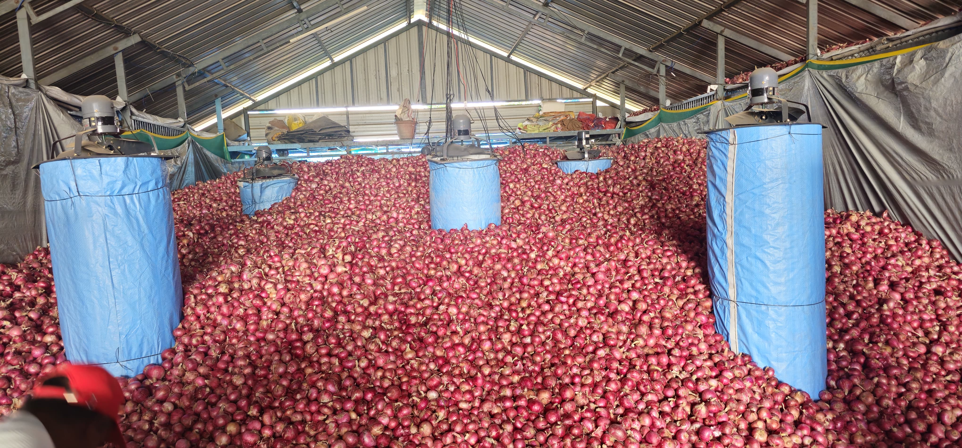 Red Onion