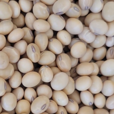 Soya Bean