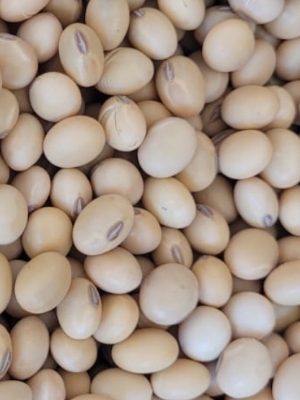 Soyabean