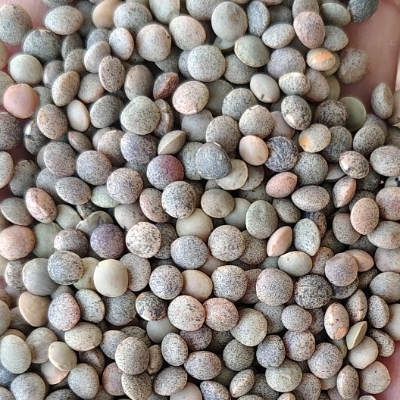 Whole Masoor Dal