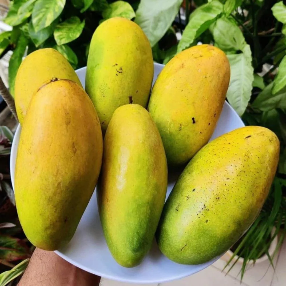 Fresh Mangoes