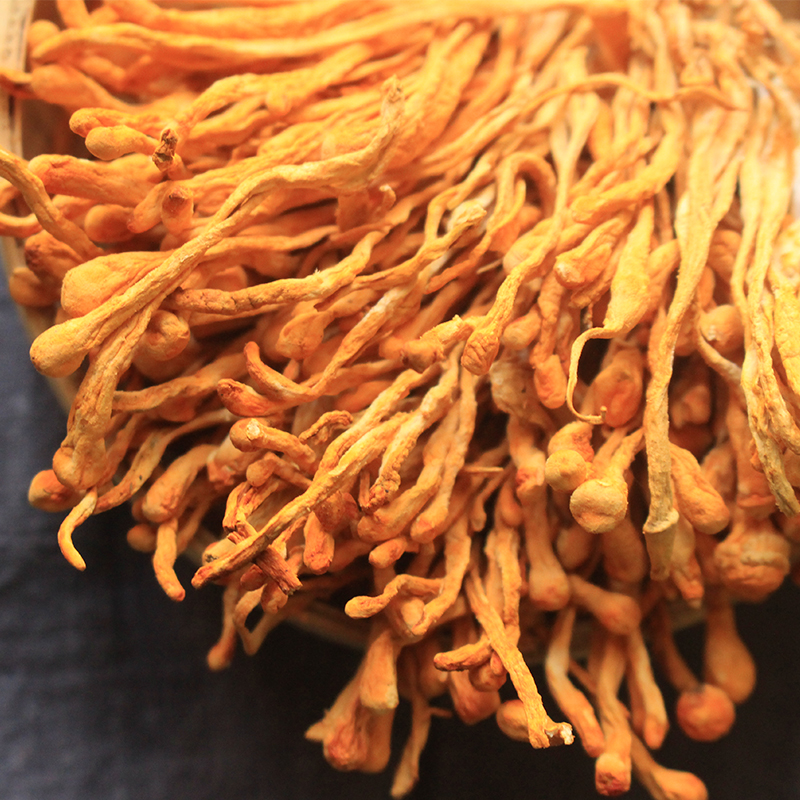 Cordyceps militaris