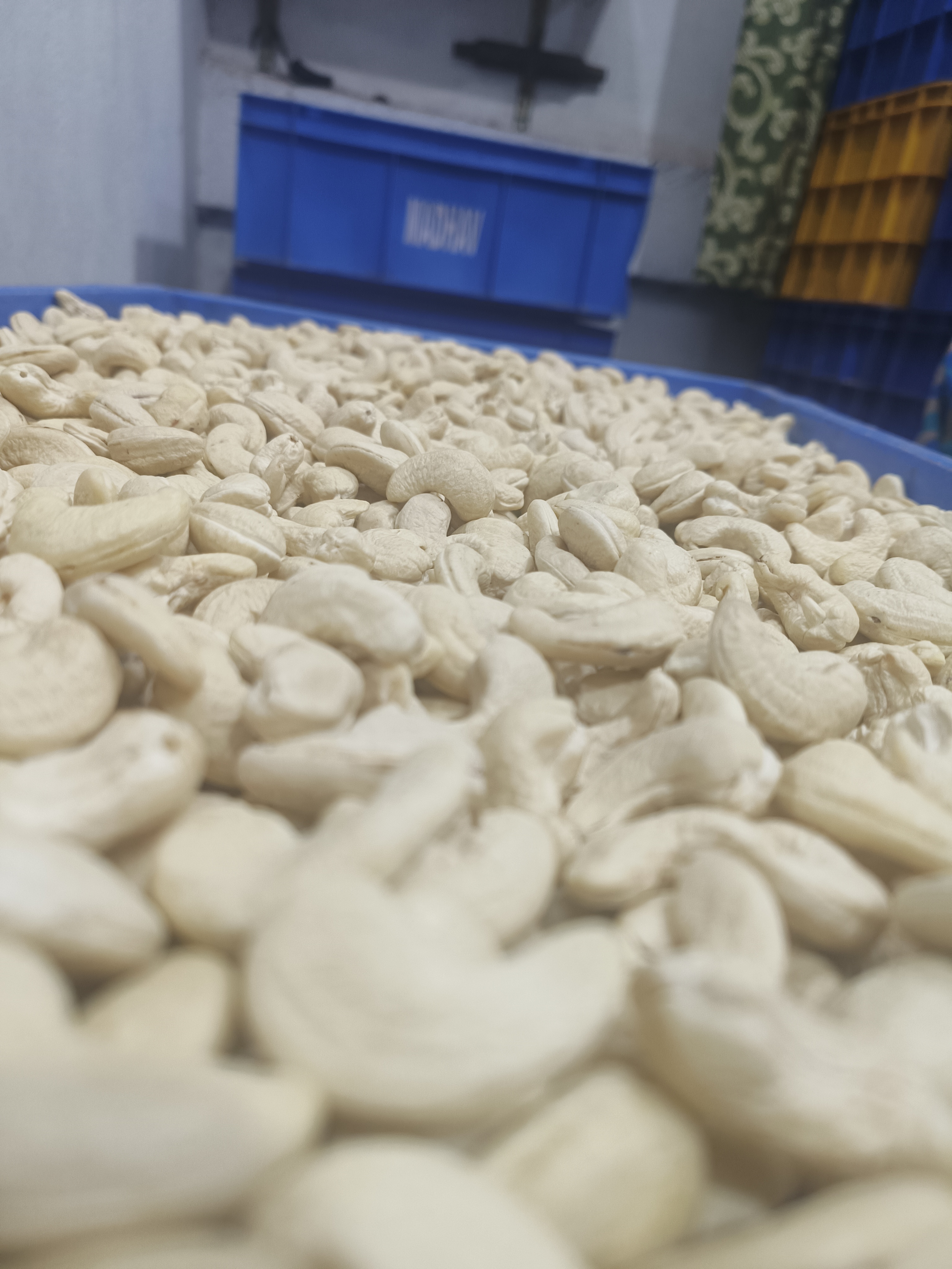 White Cashew
