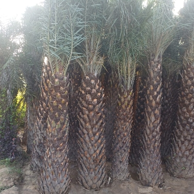Date Palm Tree