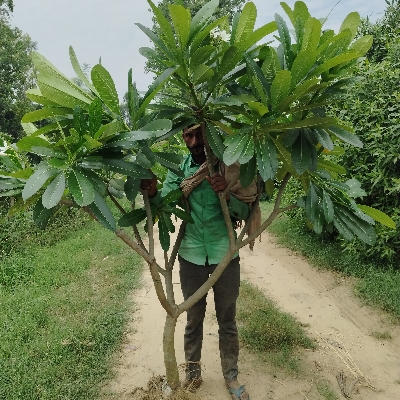 Plumeria Plant
