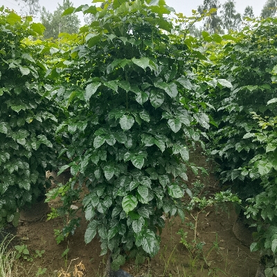 Radermachera Plant