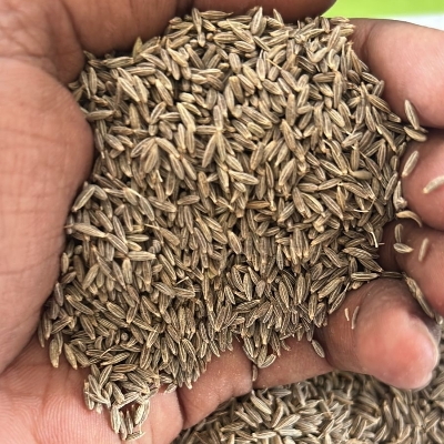 Cummins Seeds