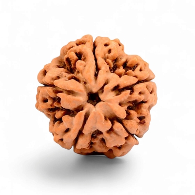5 Mukhi Rudraksha