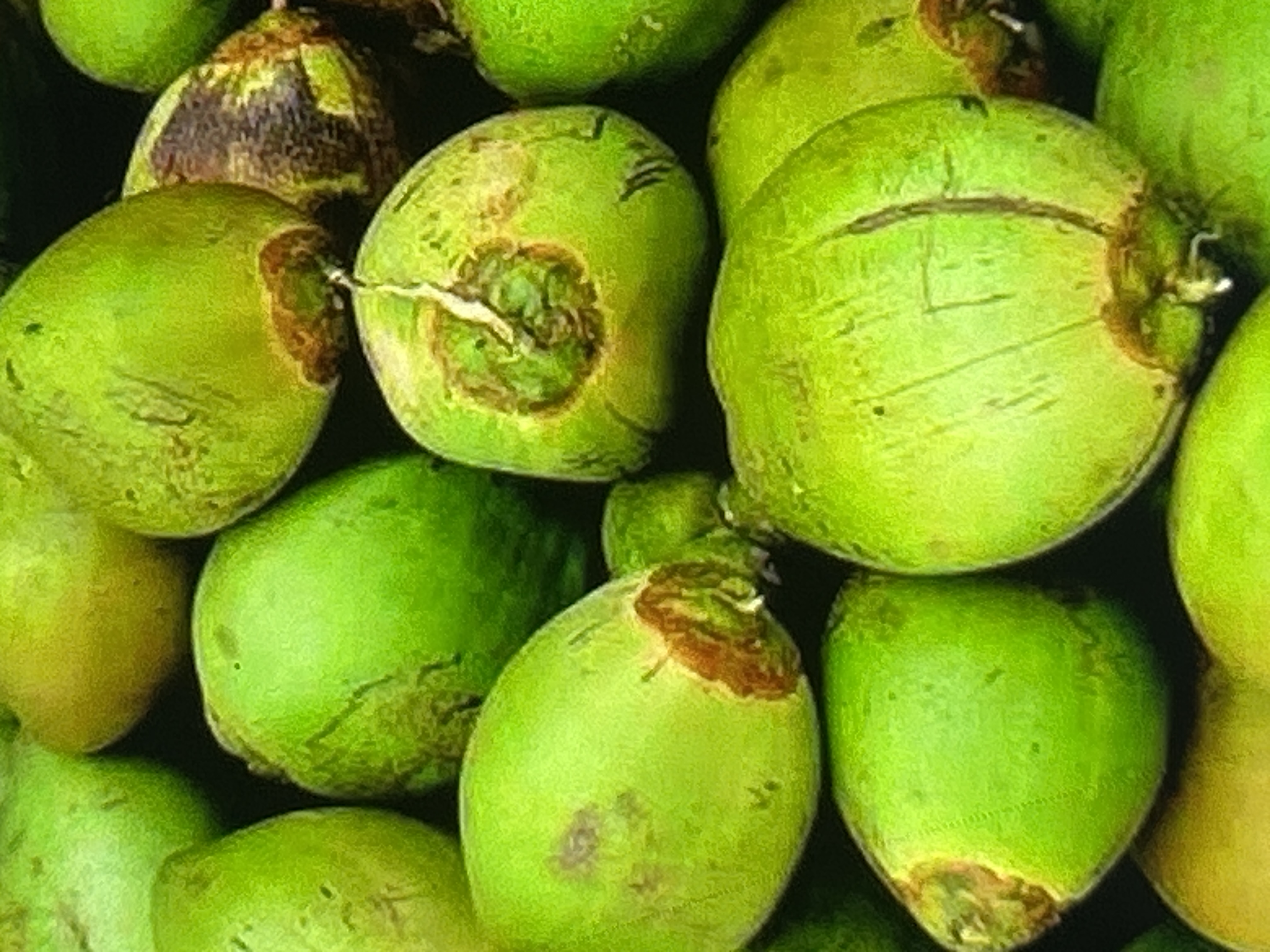 Tender Coconut
