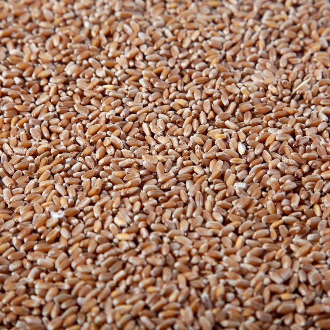 Wheat Grain