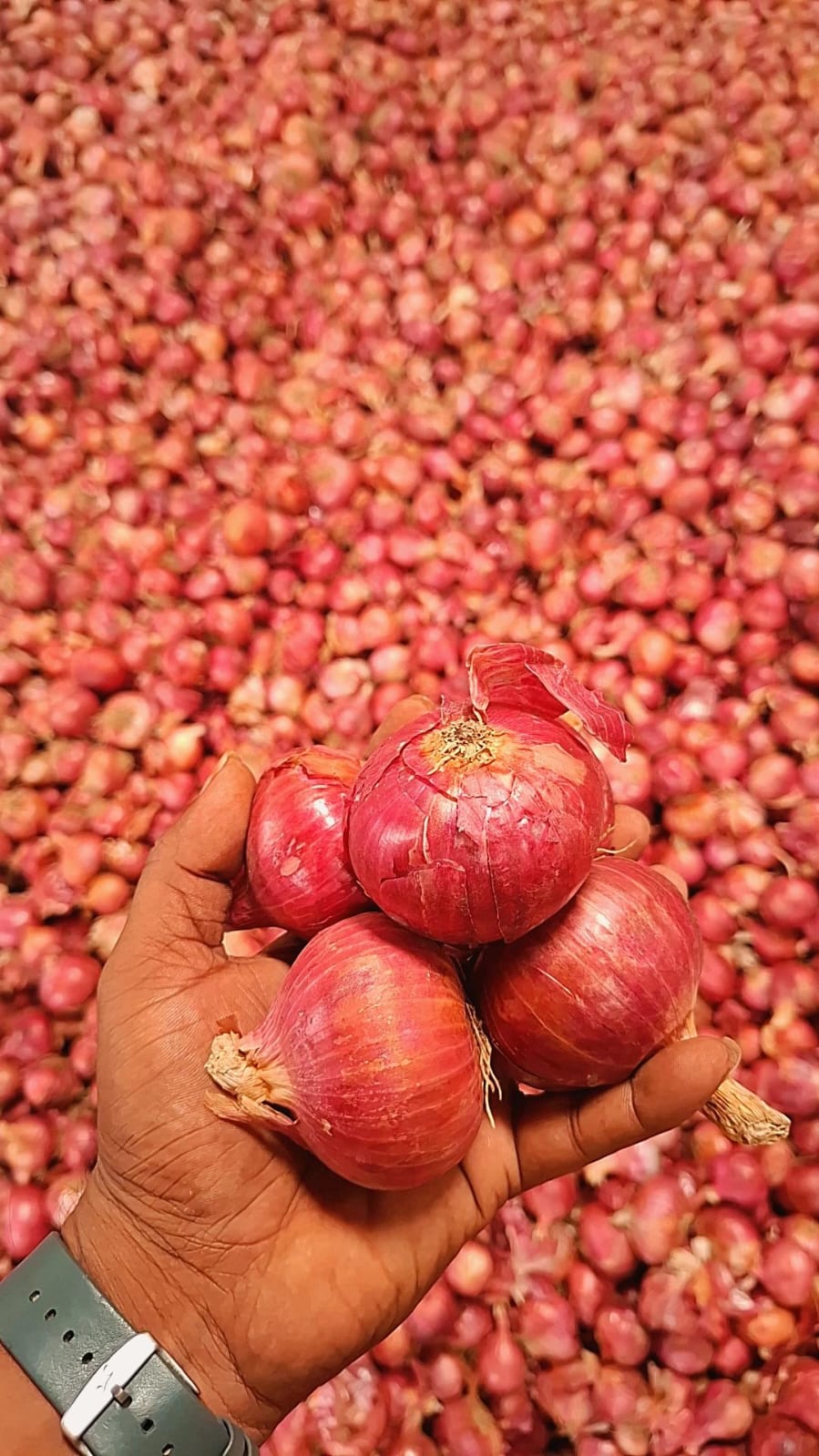 Red Onion