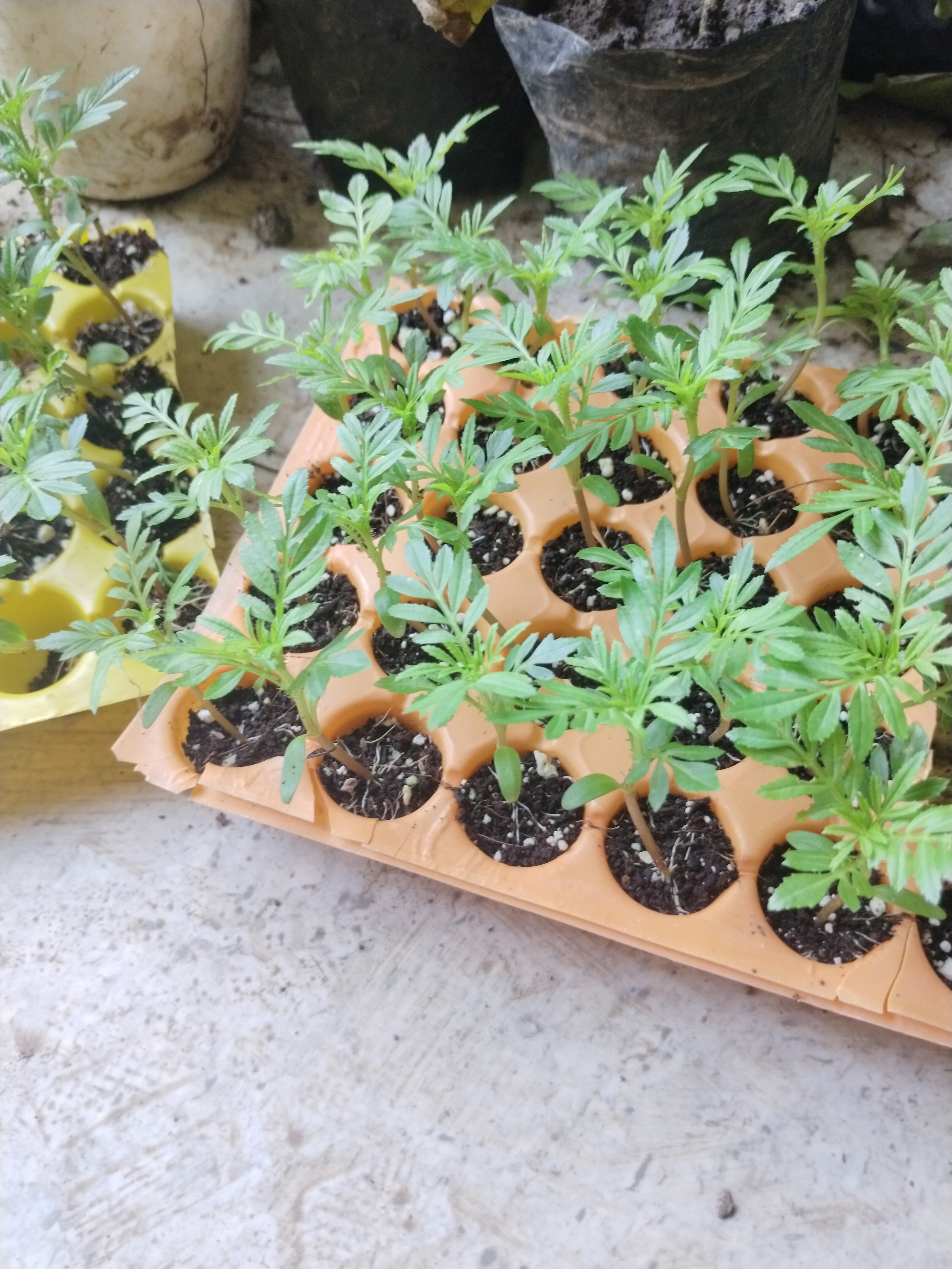 Marigold Plant
