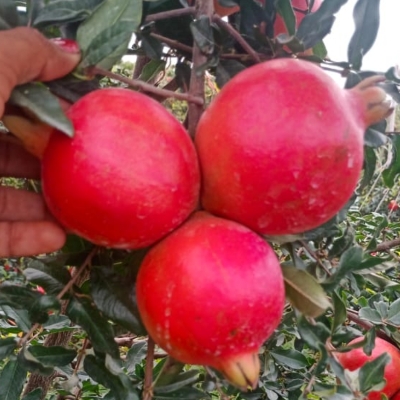 Pomegranate Fruit