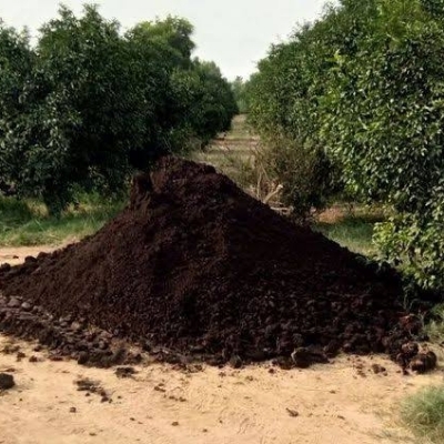 Cow Dung Compost