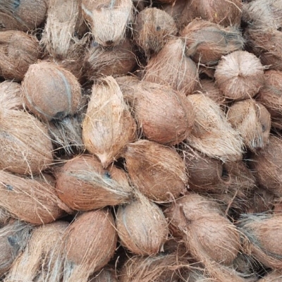 Semi Husked Coconut