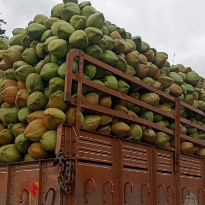Tender Coconut