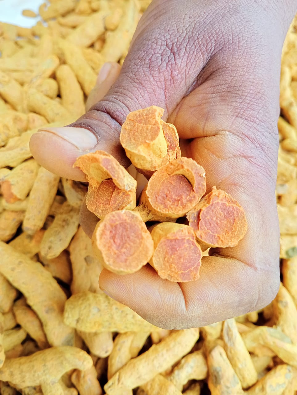 Whole Turmeric - Yellow Food Grade | Pungent and Bitter Taste Hygienically Packed Long Shelf Life