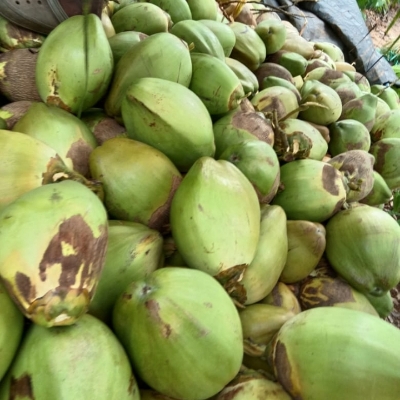 Green Tender Coconut