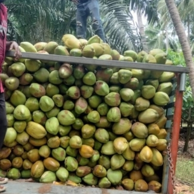 Tender Coconut