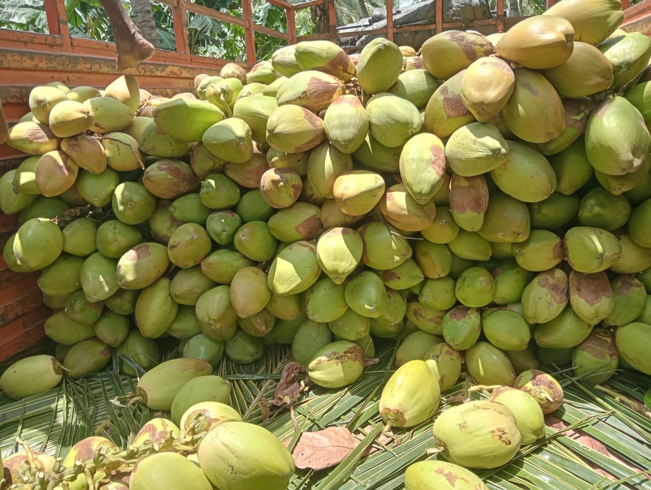 Tender Coconuts