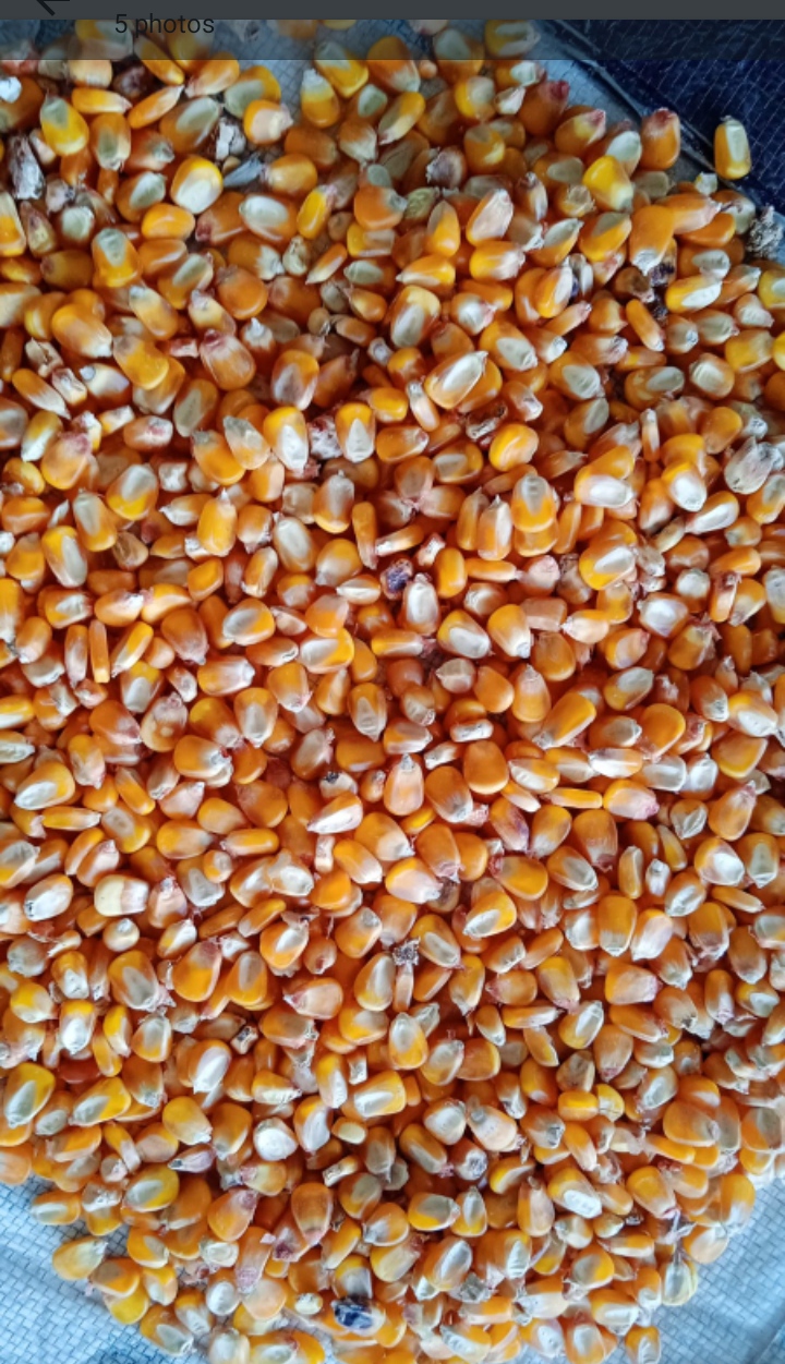 Maize Grain