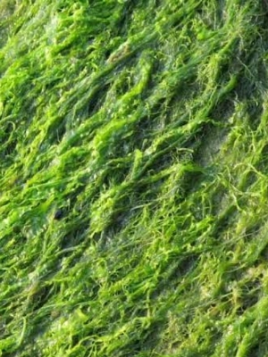 Dry Algea