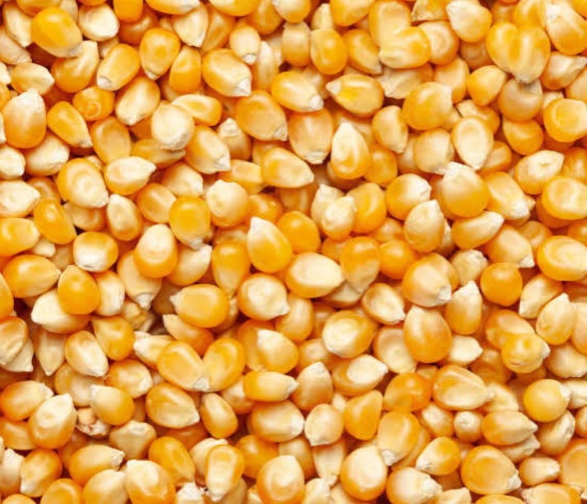 Yellow Maize