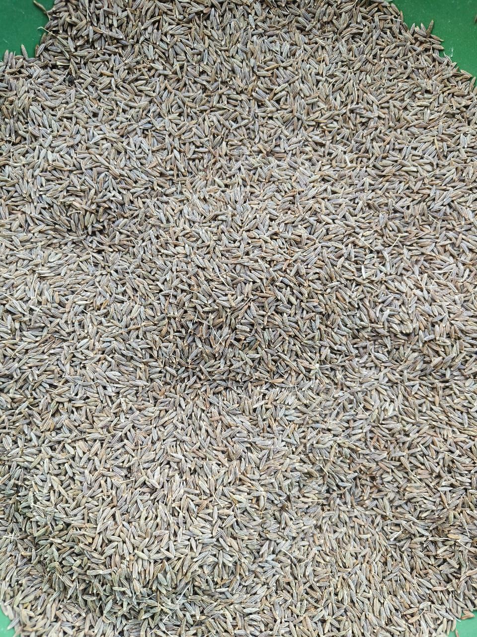 Cumin Seeds