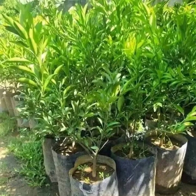 Bari 1 Malta Mosambi Plant