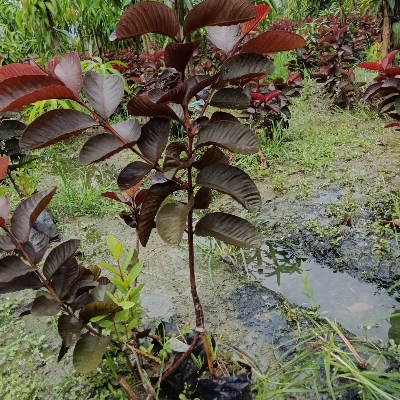 Black Diamond Guava Plants