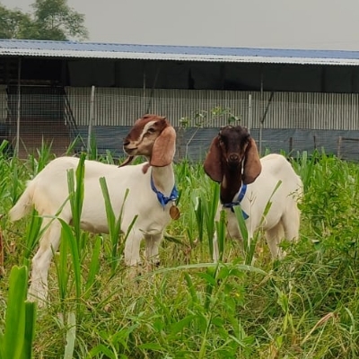 Boer Goats
